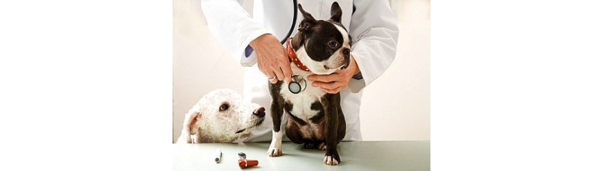 Кардиология в ветеринарии (0)