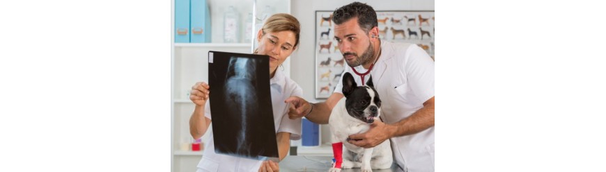 Рентгенография в ветеринарии (5)